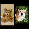 Custom Dog Stuffed Animal Pet Replica