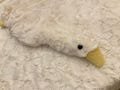 Cute very soft weighted duck that can be microwaved