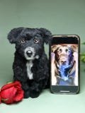 Custom Pet Dog Plush, Handmade Personalized Dog Stuffed Animal, Pet Replica from Photo, Unique Pet Memorial Gift
