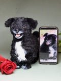 Custom Pet Dog Plush, Handmade Personalized Dog Stuffed Animal, Pet Replica from Photo, Unique Pet Memorial Gift