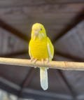 Yellow budgie bird 17 cm amigurumi stuffed animal plush parakeet souvenir soft toy